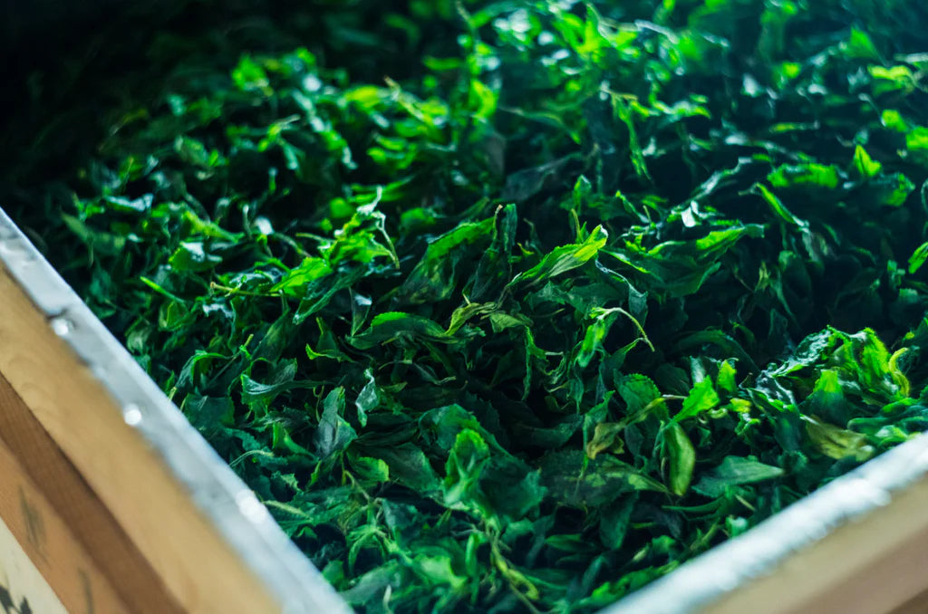 Fresh aracha tencha leaves prepared for traditional stone-ground ceremonial matcha production in Japan.